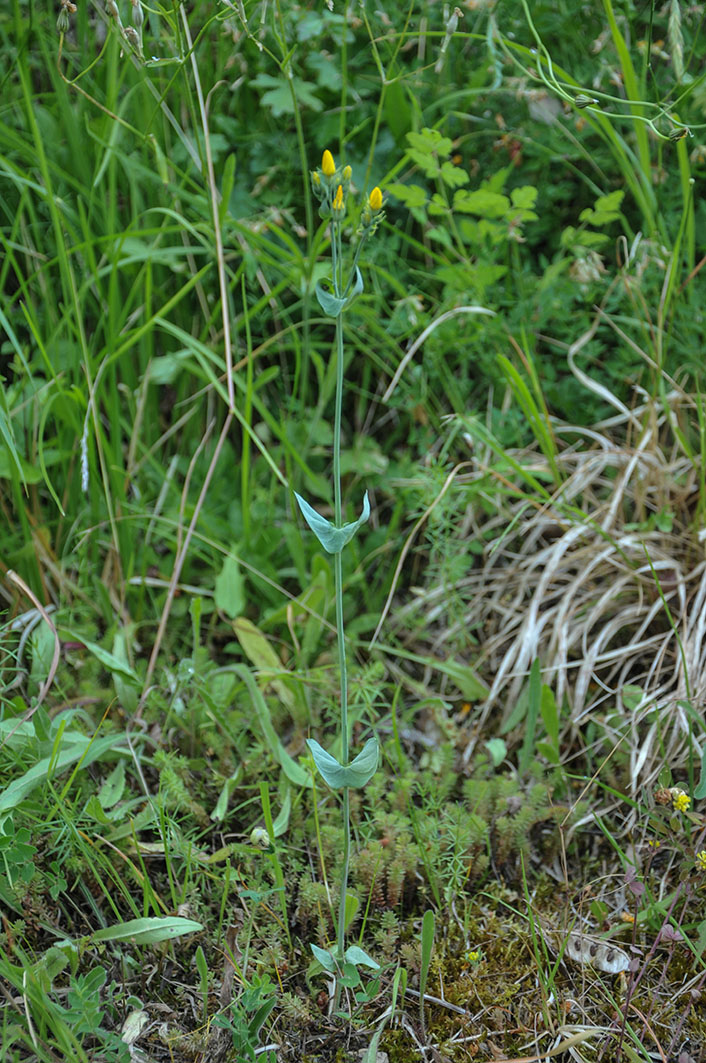 Blackstonia perfoliata / Centauro giallo